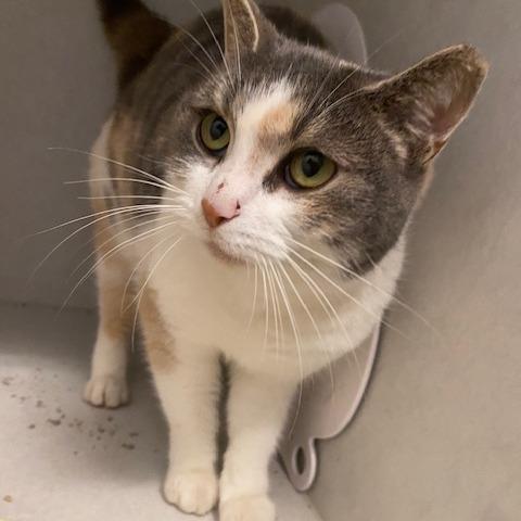 Enlarge Cinnamon, a Adoptable Domestic Short Hair in Dayton, OH image 1/4