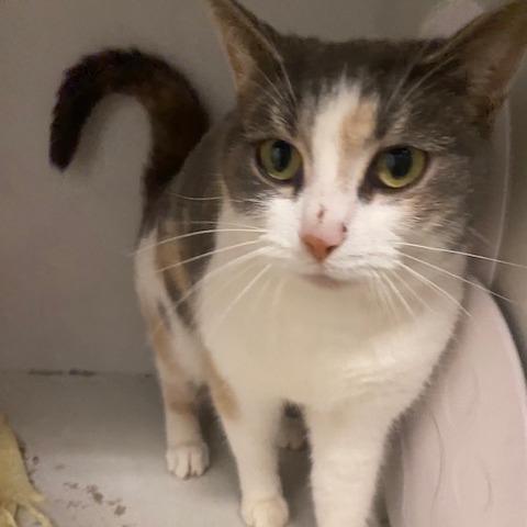 Enlarge Cinnamon, a Adoptable Domestic Short Hair in Dayton, OH image 2/4