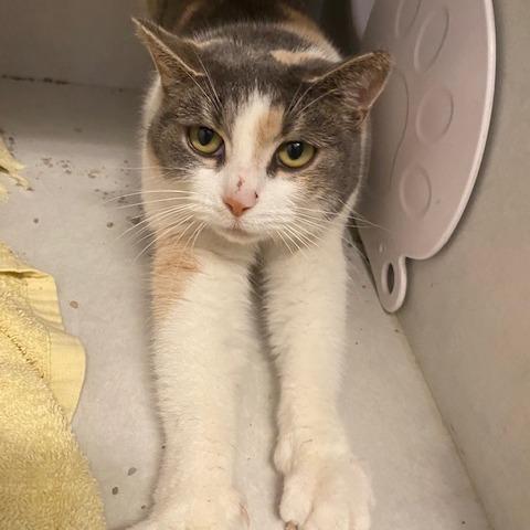 Enlarge Cinnamon, a Adoptable Domestic Short Hair in Dayton, OH image 3/4