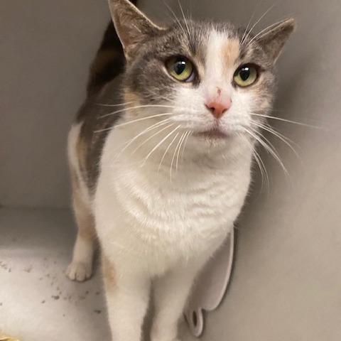 Enlarge Cinnamon, a Adoptable Domestic Short Hair in Dayton, OH image 4/4