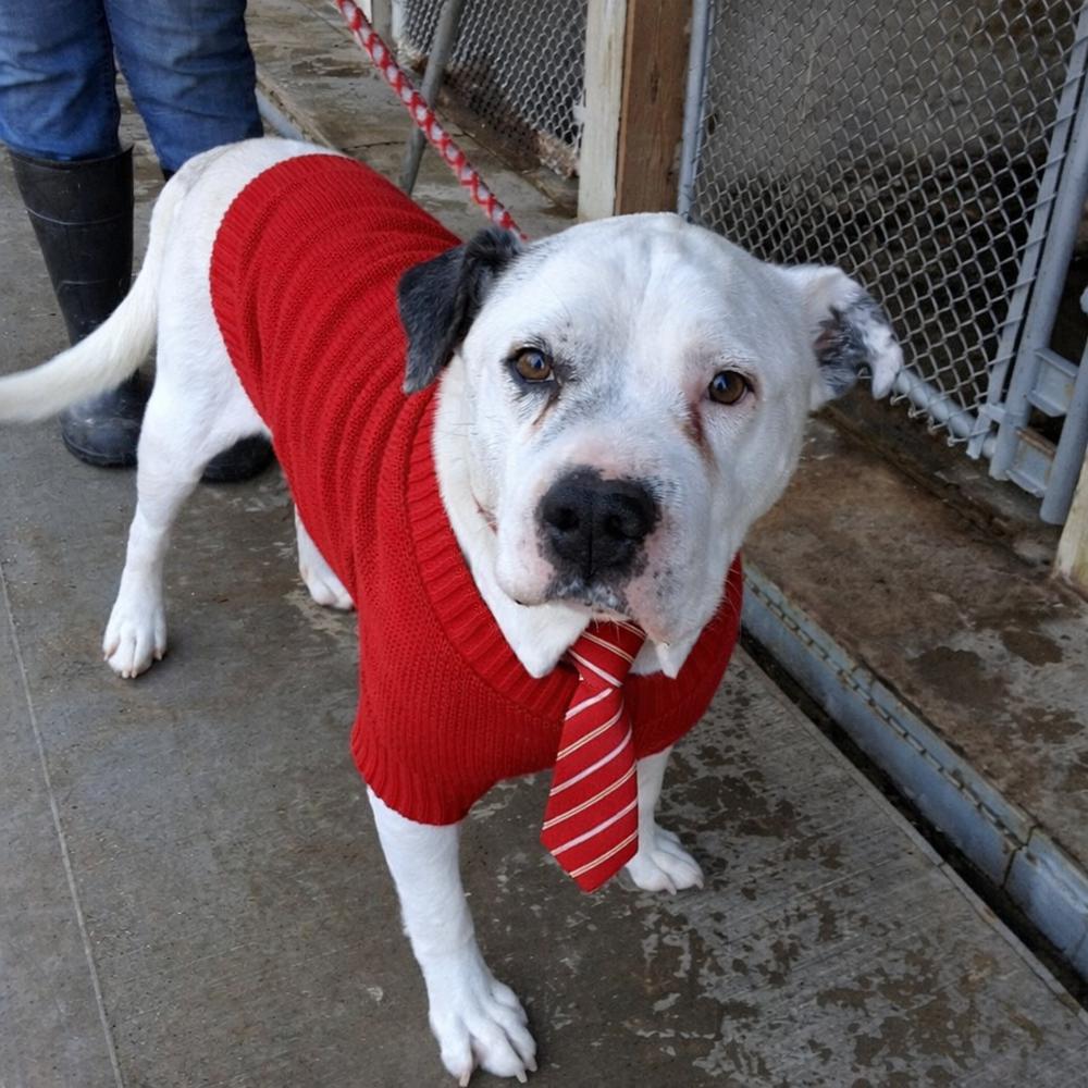 Roger, Adoptable, Senior Male Pit Bull Terrier.