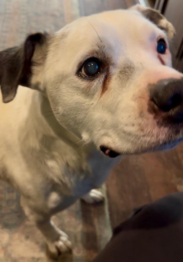 Roger, a Adoptable mixed breed in Irwin, PA image 2/3