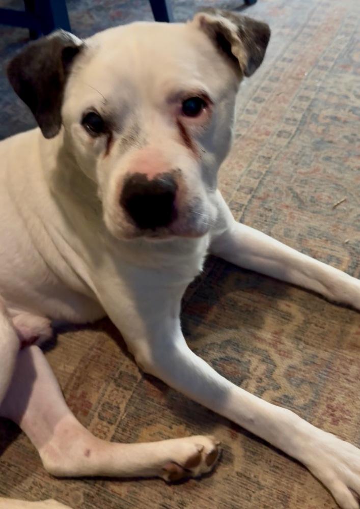 Roger, a Adoptable mixed breed in Irwin, PA image 3/3