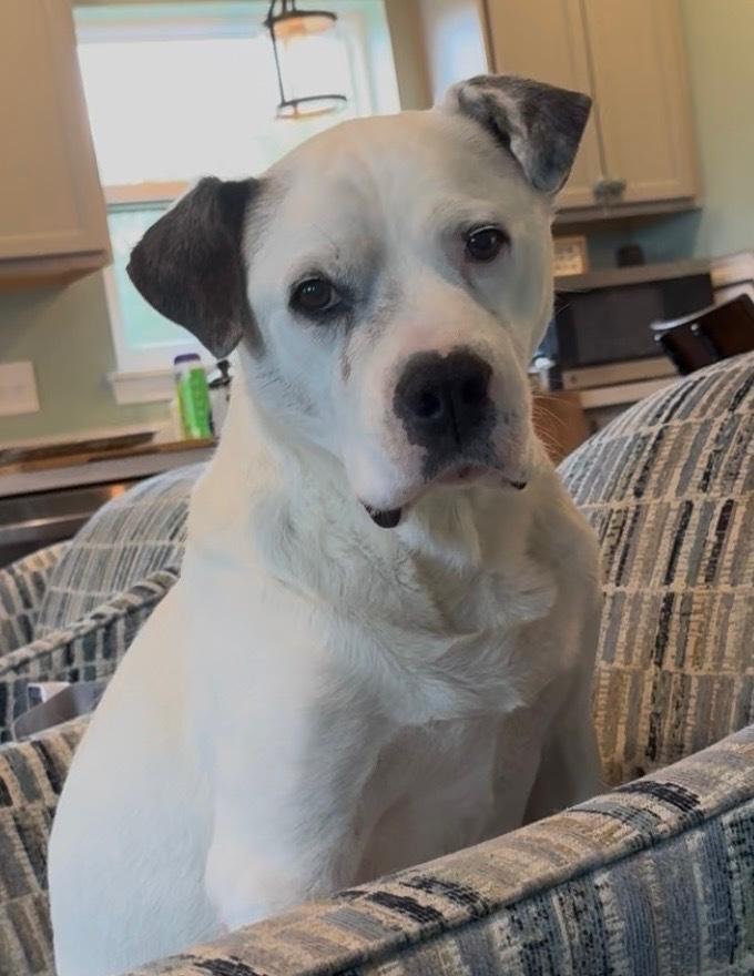 Roger, a Adoptable mixed breed in Irwin, PA image 5/5