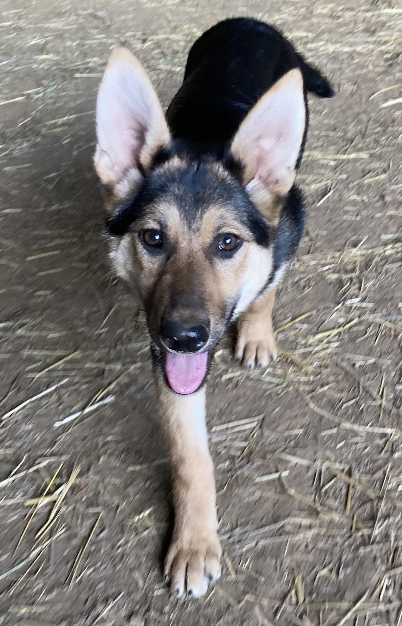 Enlarge Georgina Bucket, a ADOPTABLE German Shepherd Dog in Beaverton, OR image 2/2
