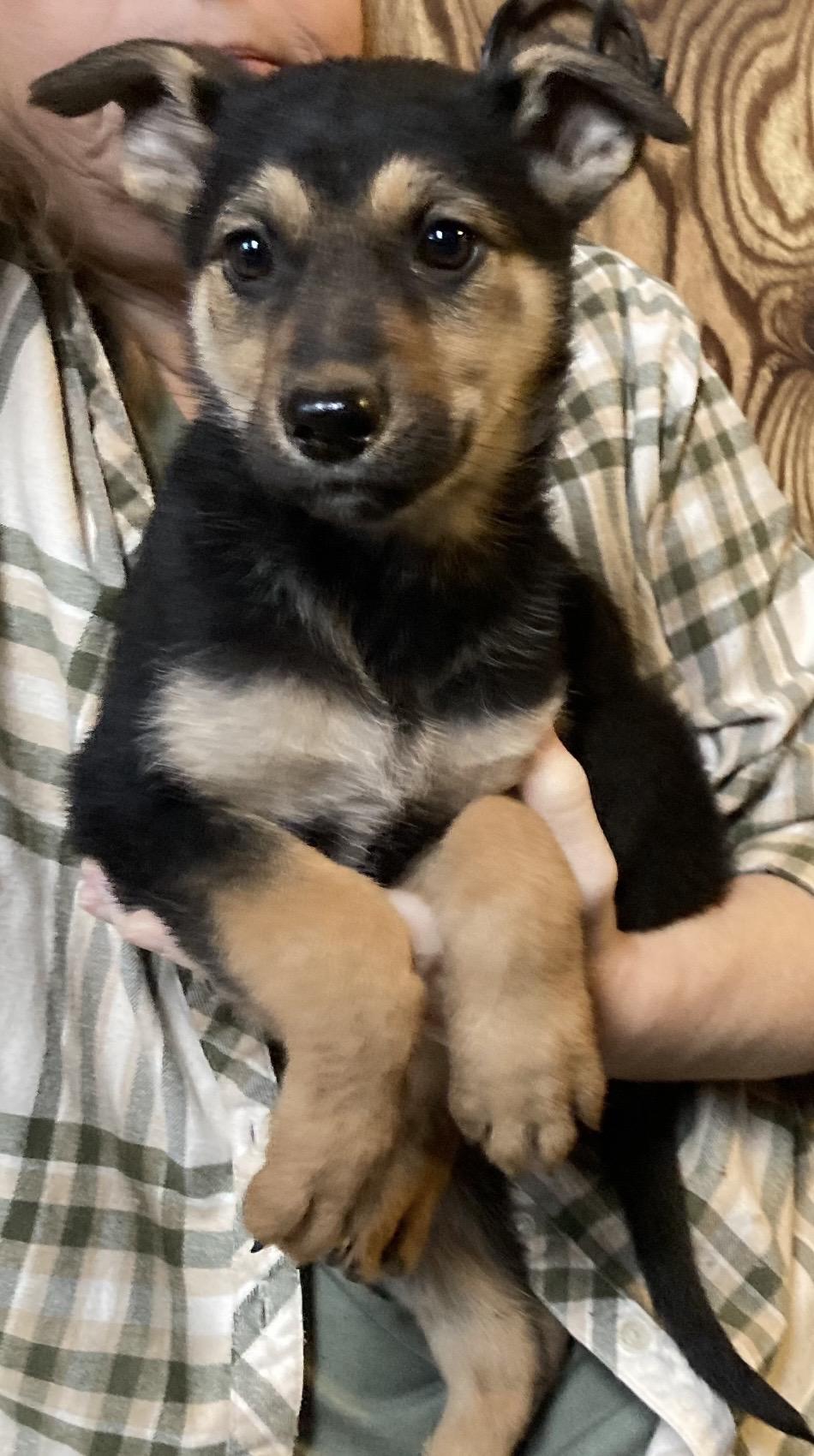 Enlarge Georgina Bucket, a ADOPTABLE German Shepherd Dog in Beaverton, OR image 1/1