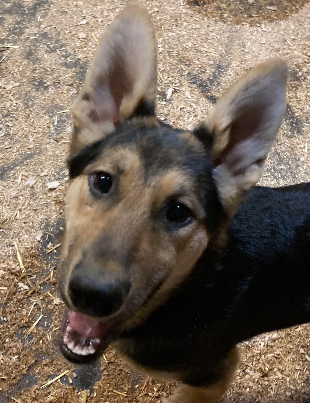 Georgina Bucket, ADOPTABLE, Puppy Female German Shepherd Dog.