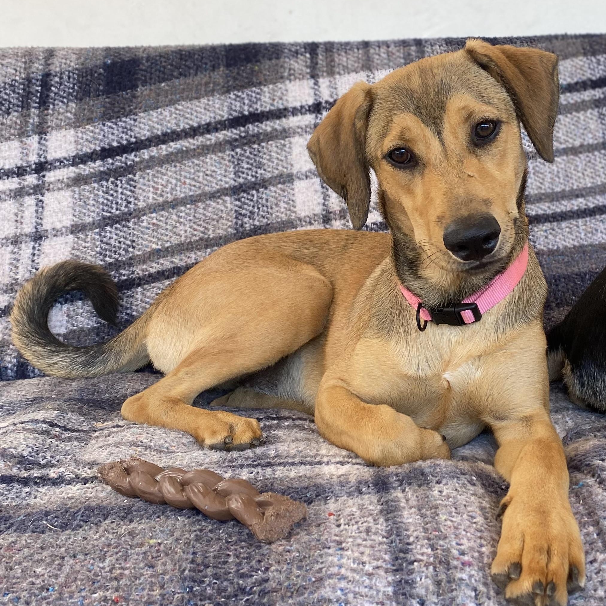 Wrennie, Adoptable, Puppy Female Shepherd & Labrador Retriever.