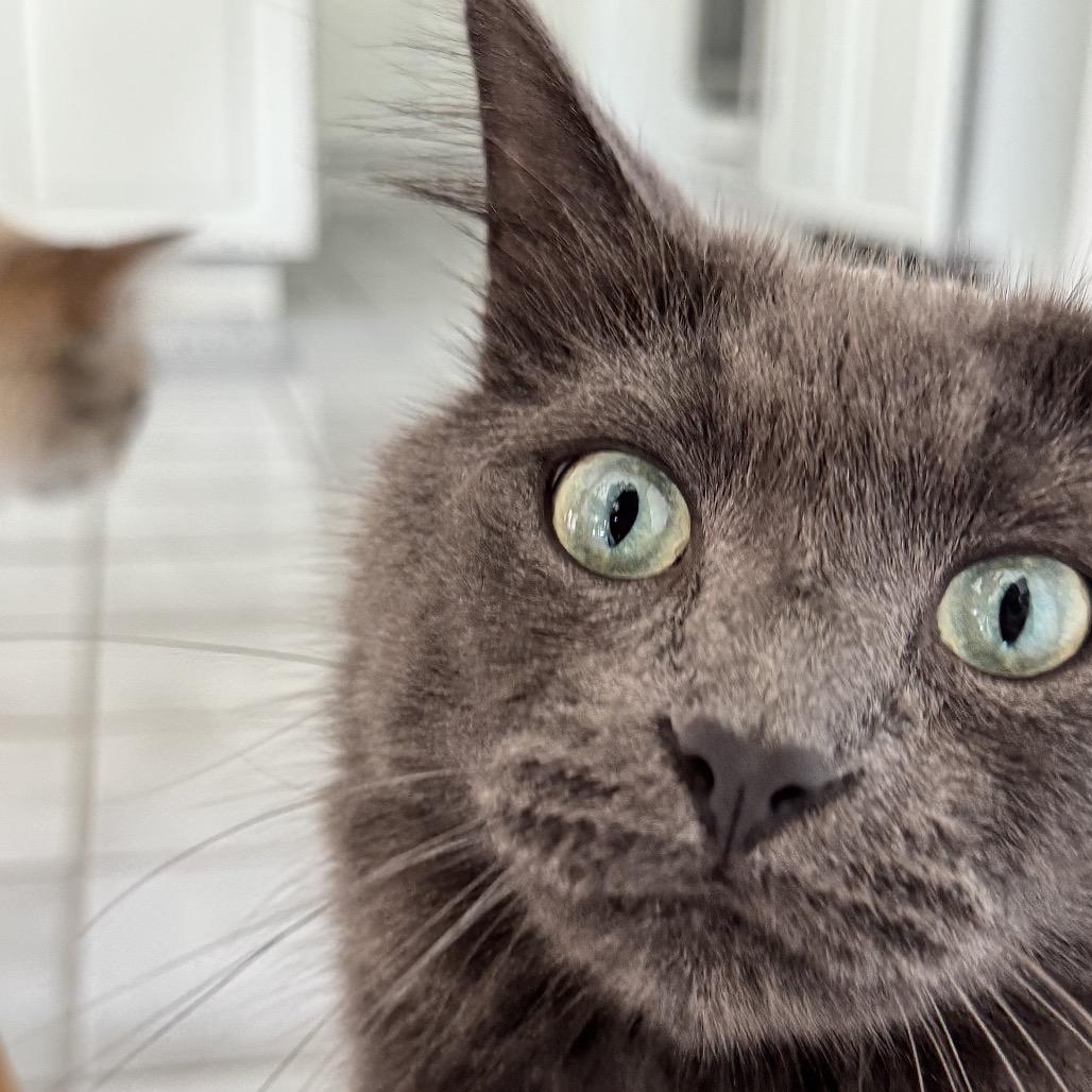 Pepper *Bonded with Salt*, Adoptable, Adult Male Domestic Long Hair.