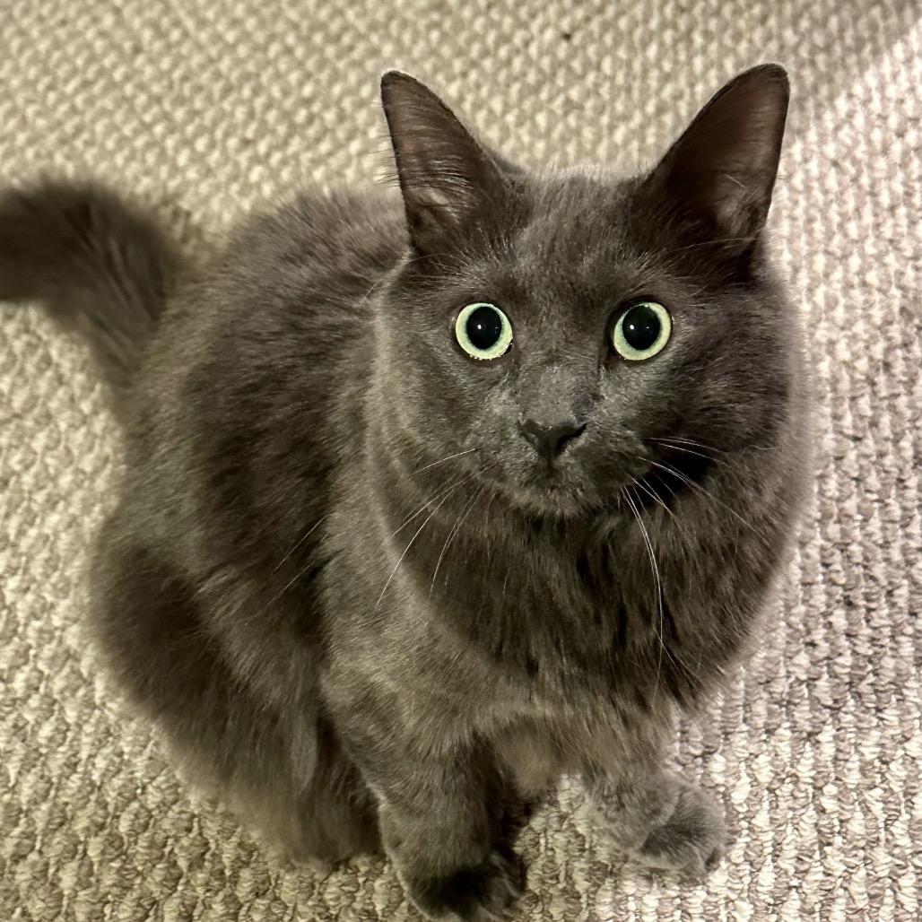 Pepper *Bonded with Salt*, a Adoptable mixed breed in Sinking Spring, PA image 3/5