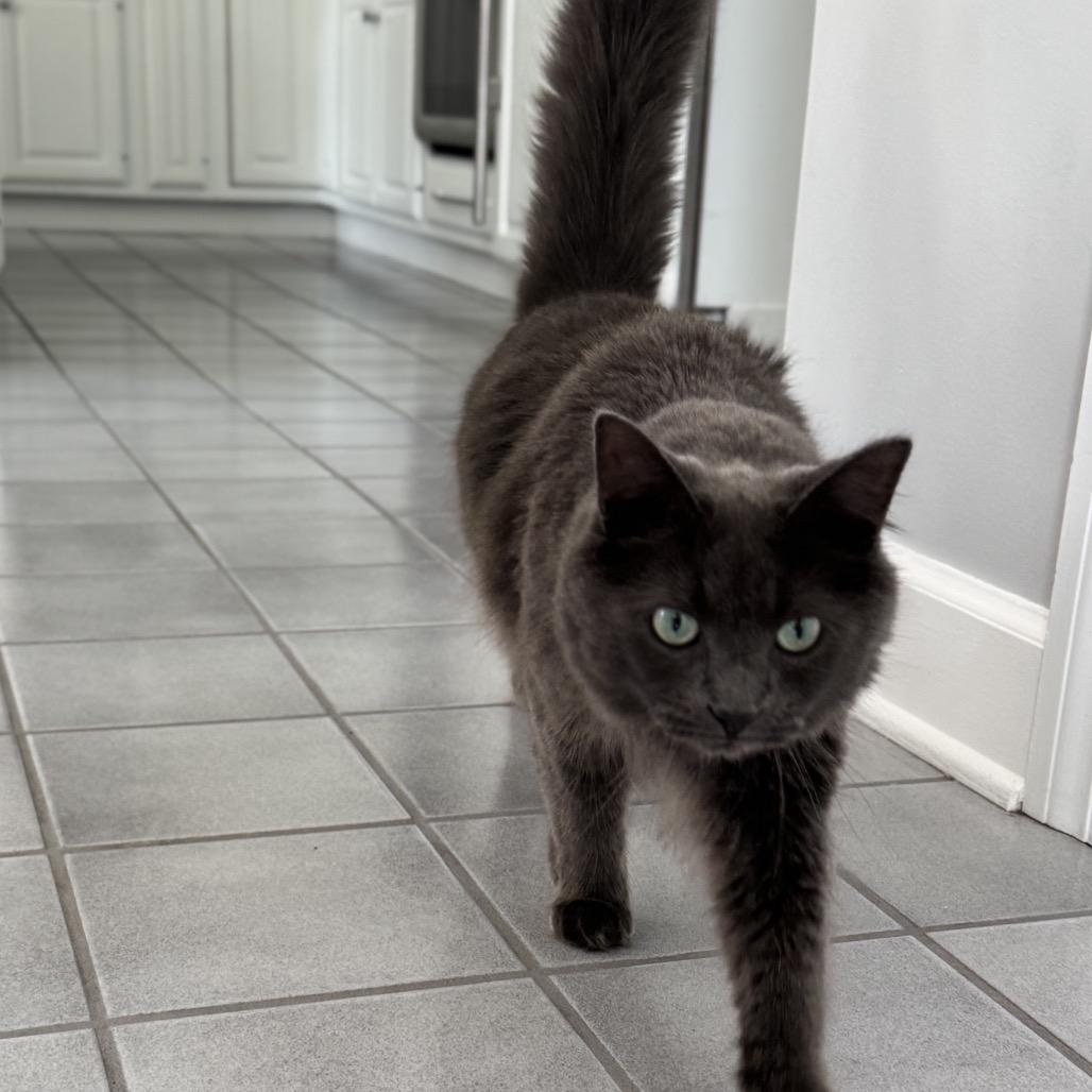 Pepper *Bonded with Salt*, a Adoptable mixed breed in Sinking Spring, PA image 4/5