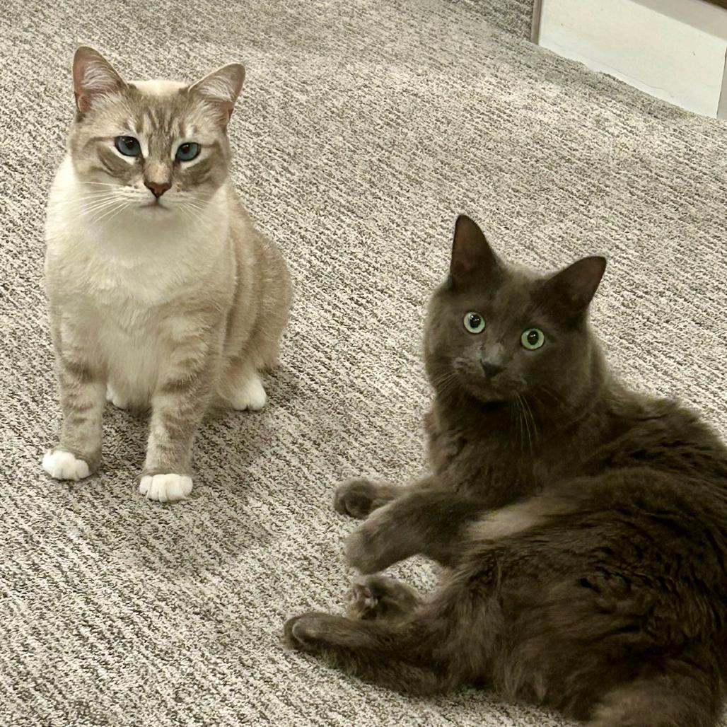 Pepper *Bonded with Salt*, a Adoptable mixed breed in Sinking Spring, PA image 5/5