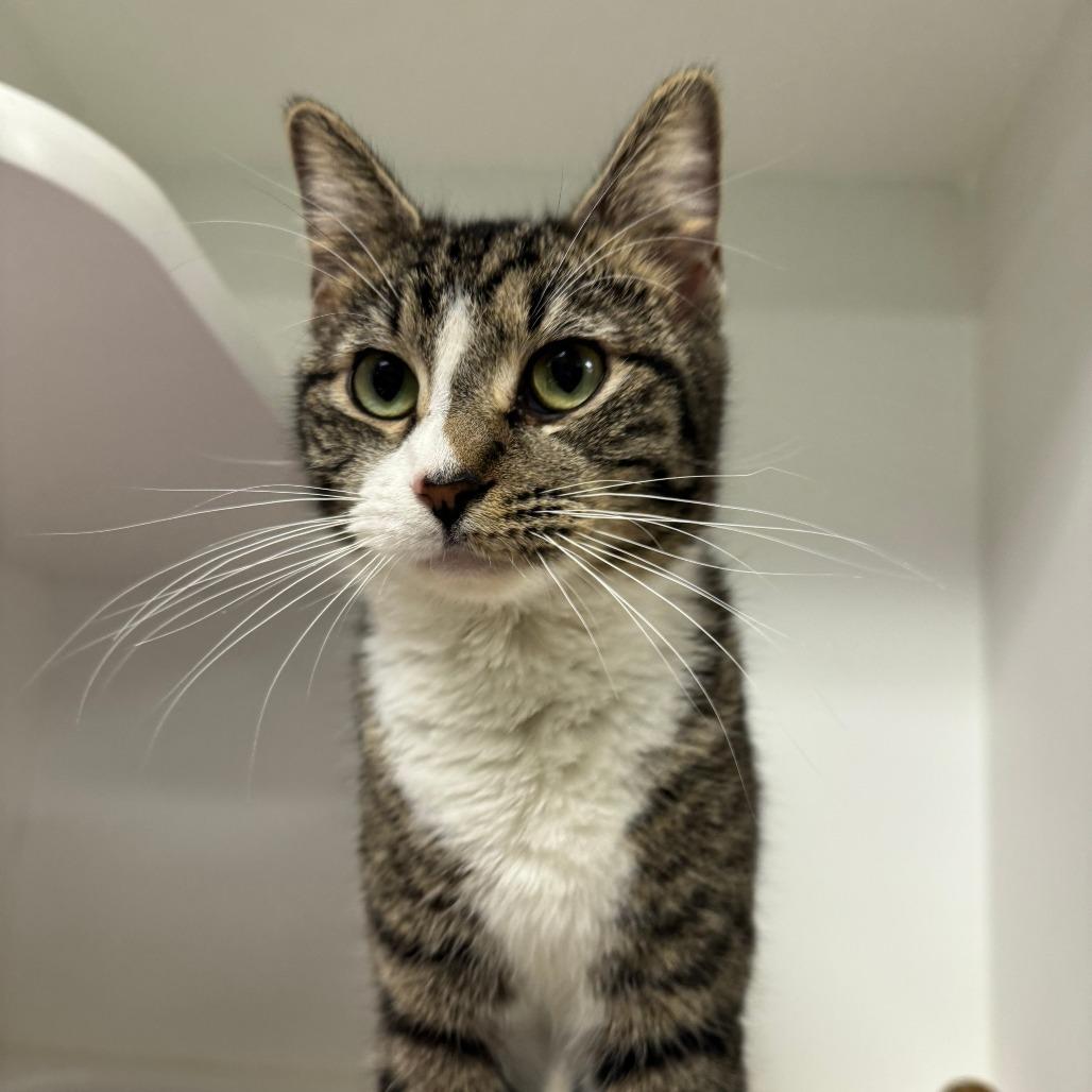 Biscuit, Adoptable, Young Female Domestic Short Hair.