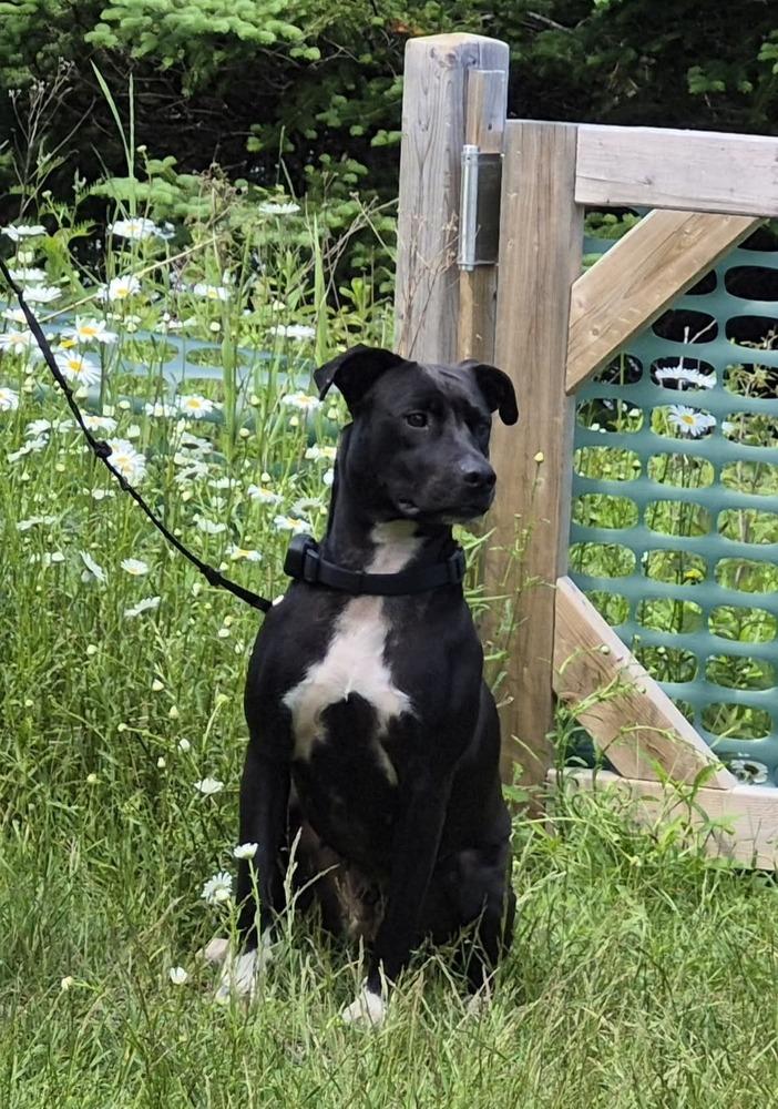 Jurnee Sue 💜 🇨🇦, Adoptable, Young Female Terrier.
