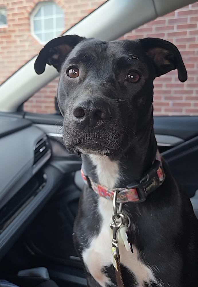 Jurnee Sue 💜 🇨🇦, Adoptable, Young Female Terrier.
