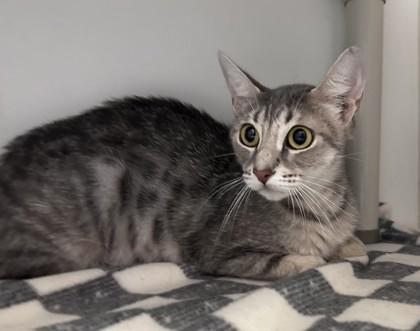 Enlarge Violin, a ADOPTABLE Domestic Short Hair in Downers Grove, IL image 1/1