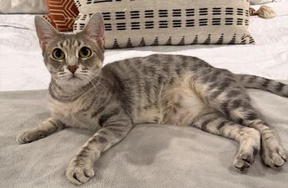 Violin, Adoptable, Adult Female Domestic Short Hair.