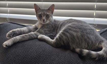 Enlarge Violin, a Adoptable Domestic Short Hair in Downers Grove, IL image 2/4