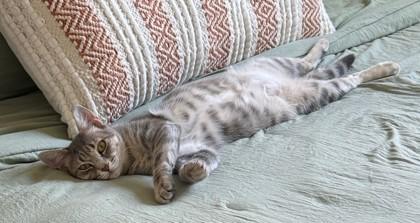 Enlarge Violin, a Adoptable Domestic Short Hair in Downers Grove, IL image 3/4