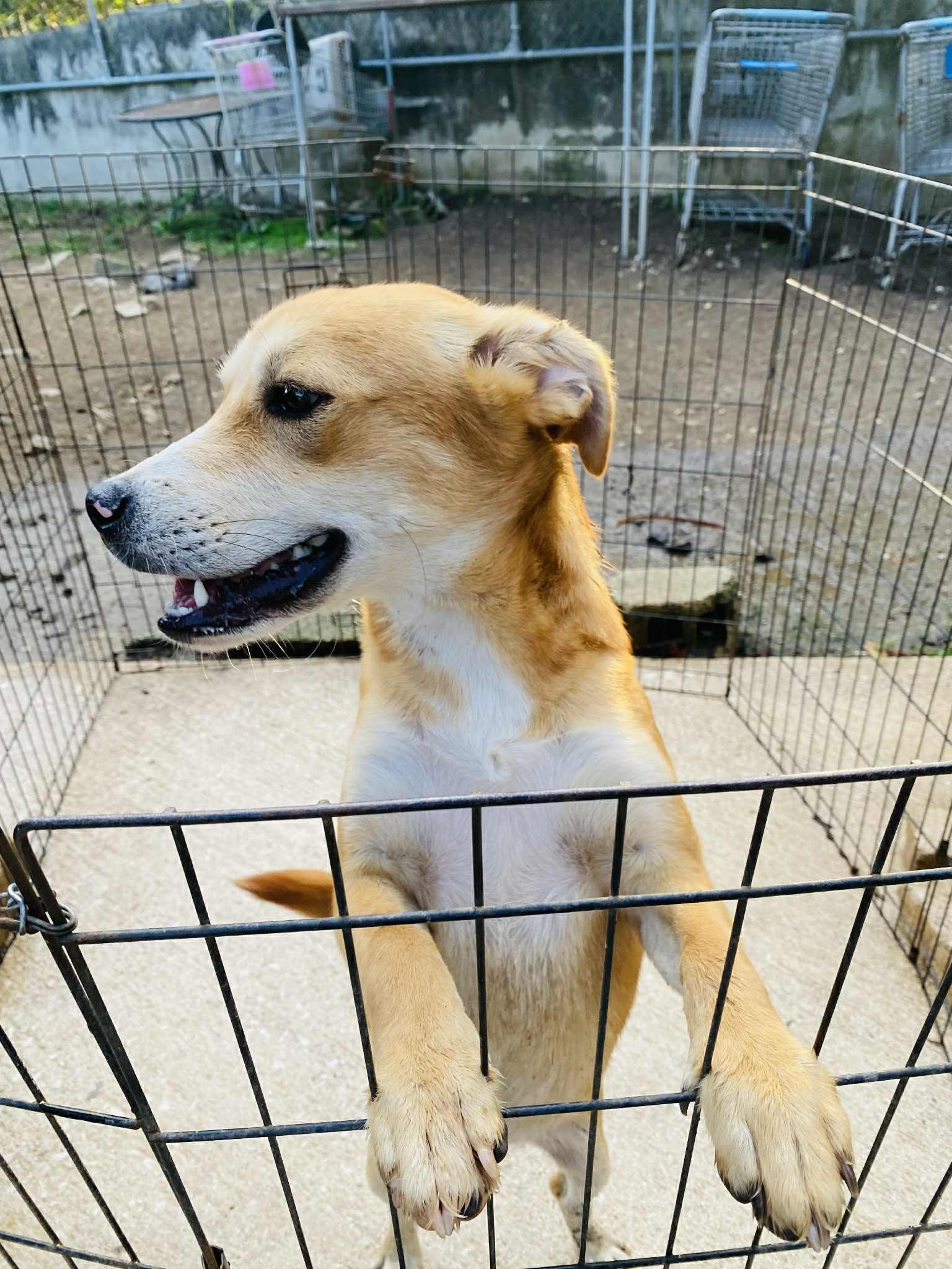 Gingersnap thumbnail 2