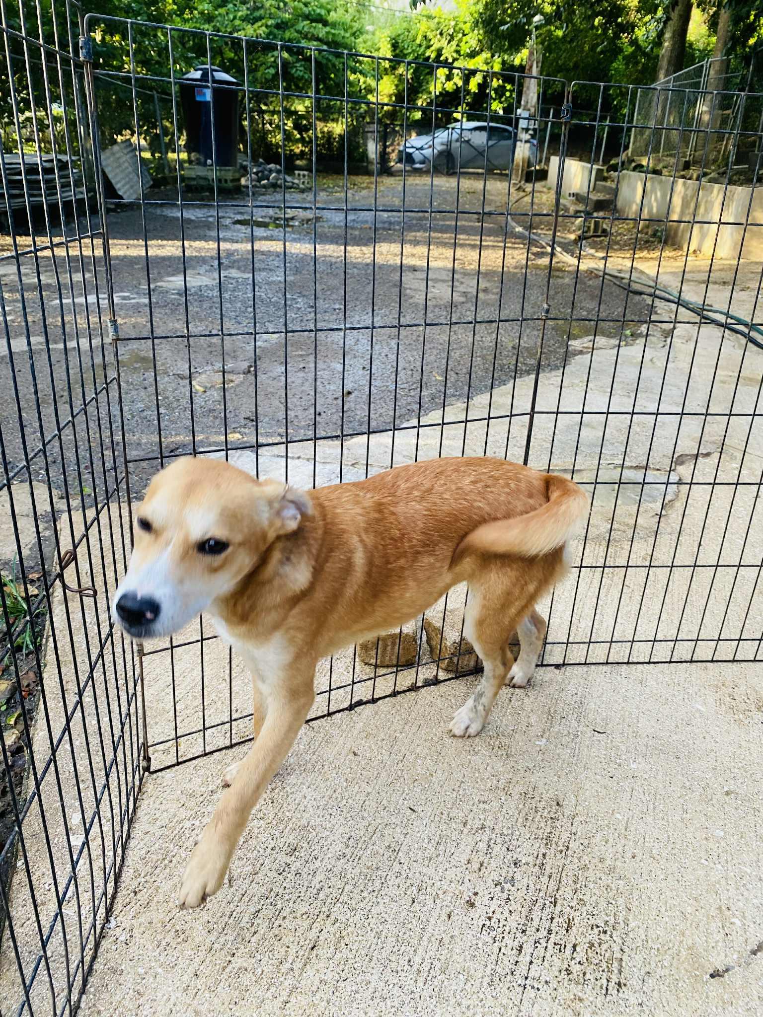 Gingersnap thumbnail 3