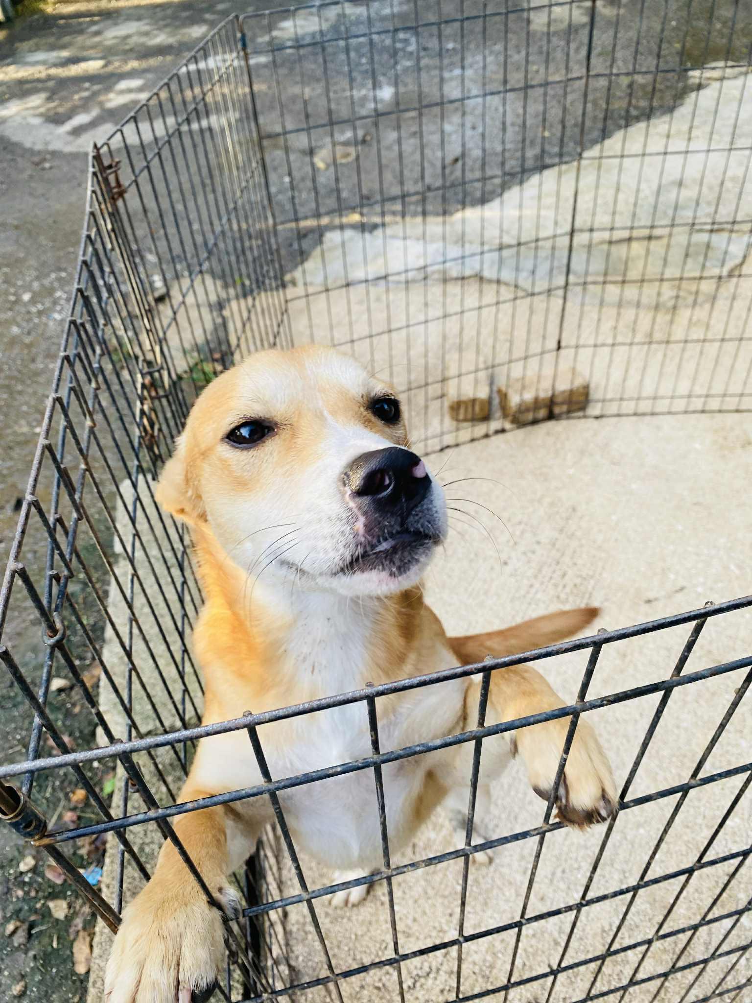 Gingersnap thumbnail 4