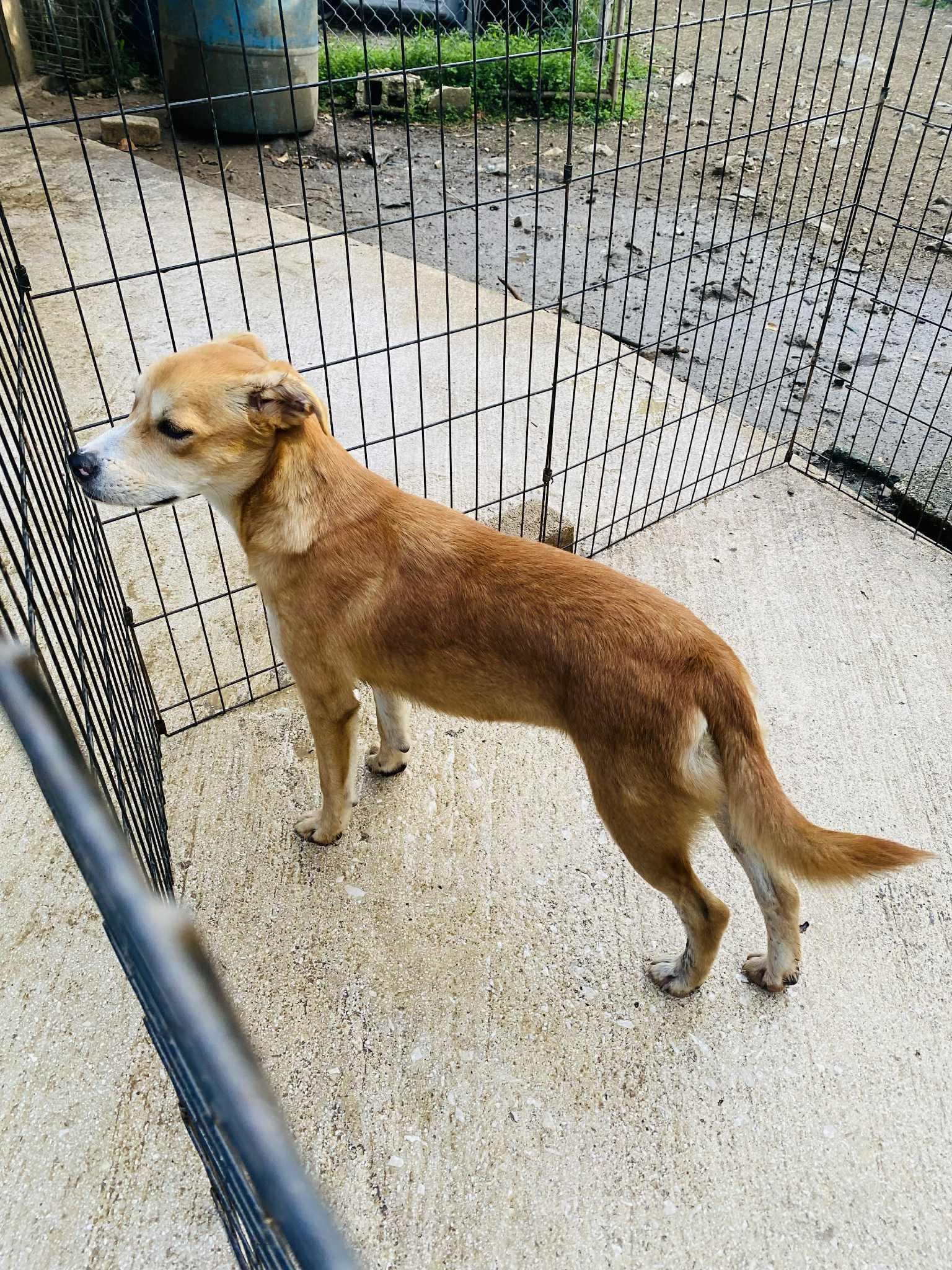 Gingersnap thumbnail 6