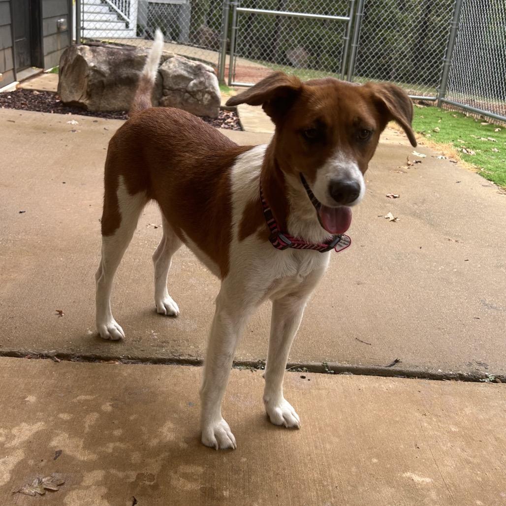 Zoey, Adoptable, Adult Female Hound & Beagle.