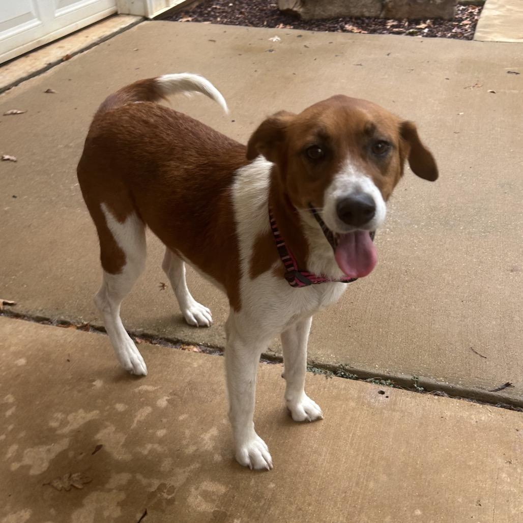 Enlarge Zoey, a Adoptable mixed breed in Tuscaloosa, AL image 3/6