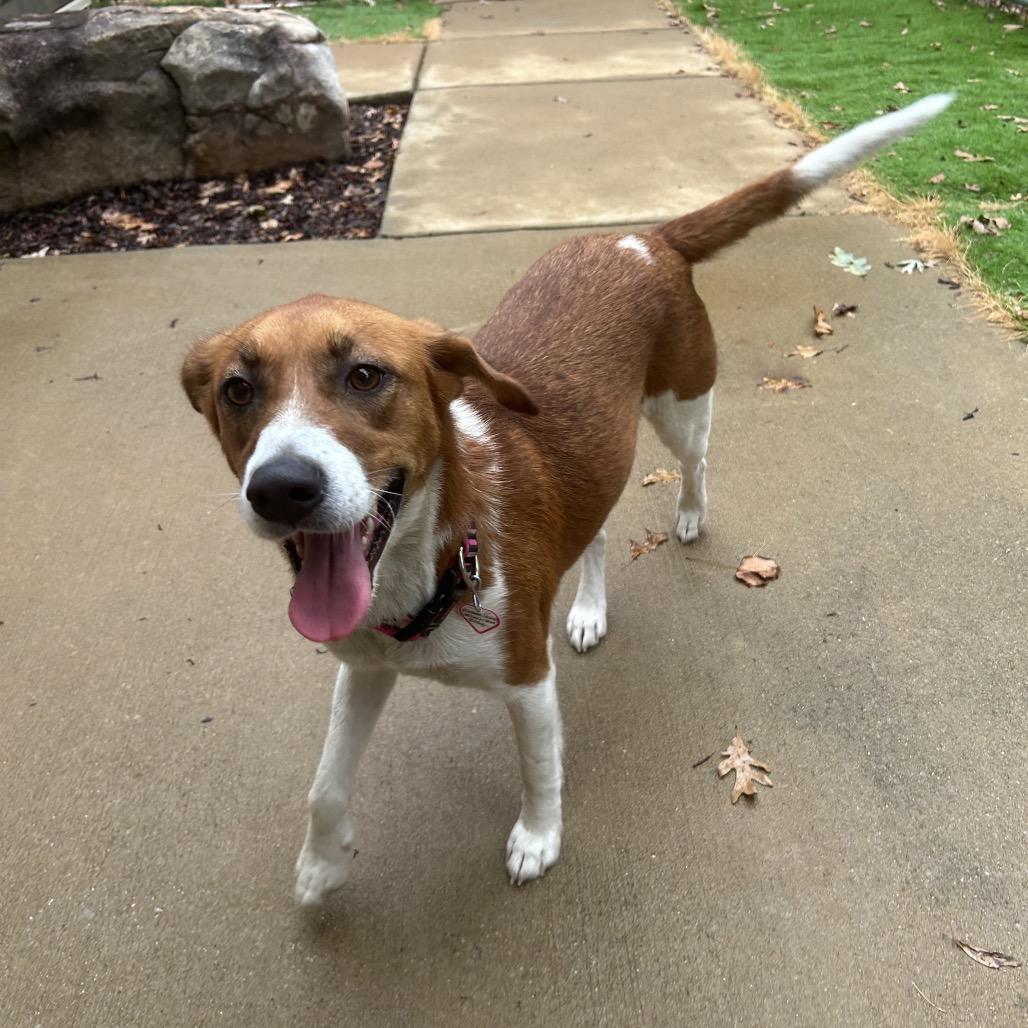 Enlarge Zoey, a Adoptable mixed breed in Tuscaloosa, AL image 4/6
