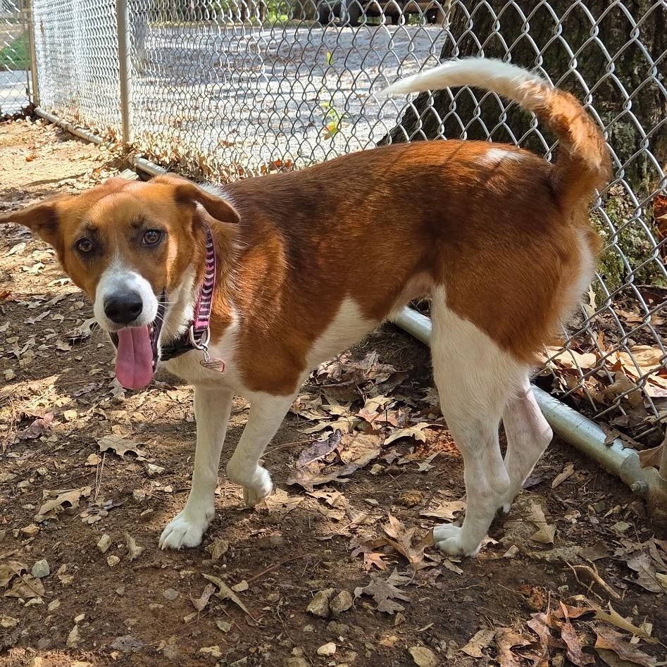Enlarge Zoey, a Adoptable mixed breed in Tuscaloosa, AL image 5/6