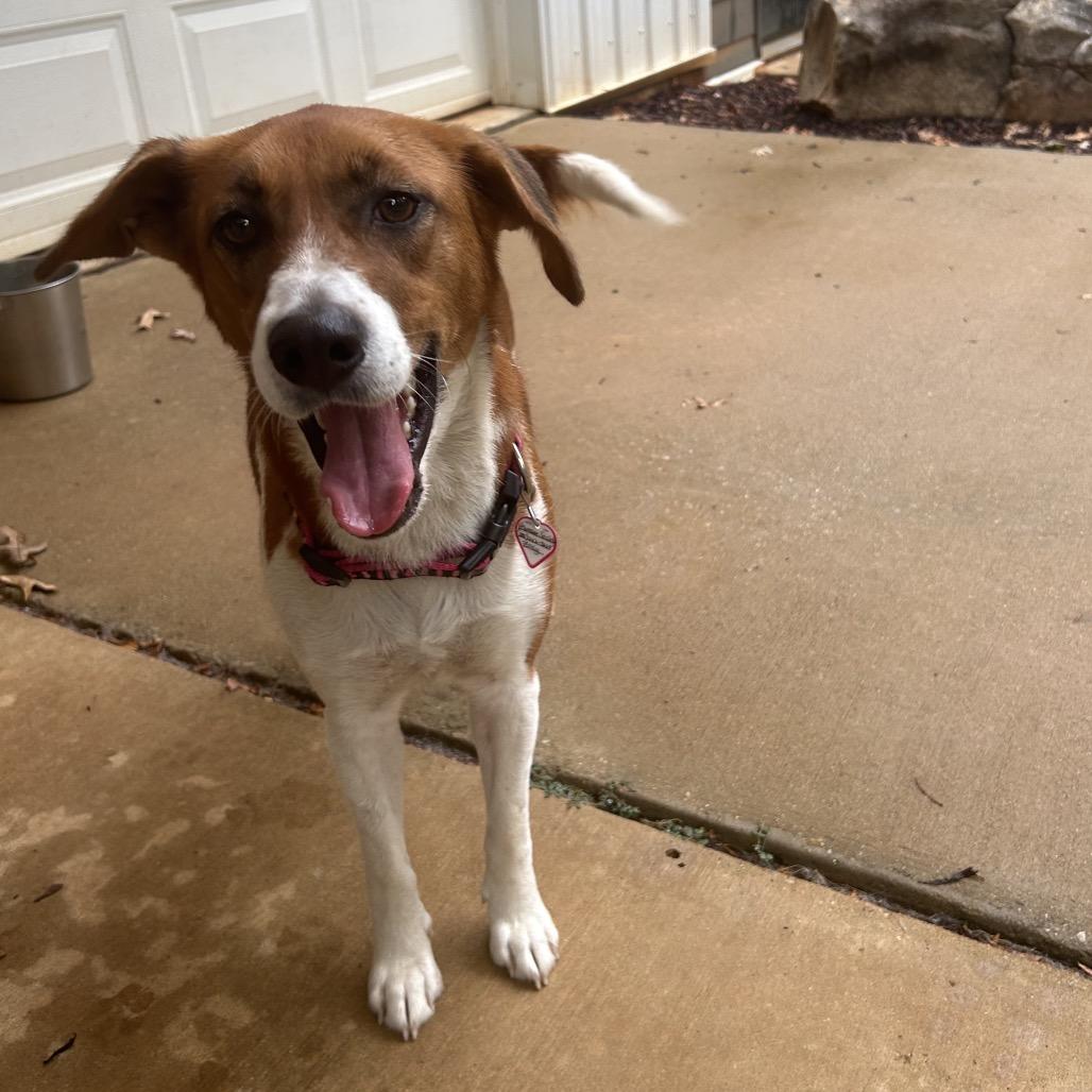Enlarge Zoey, a Adoptable mixed breed in Tuscaloosa, AL image 6/6