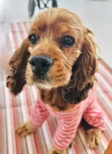 Enlarge Libby, a ADOPTABLE Cocker Spaniel in South San Francisco, CA image 4/6