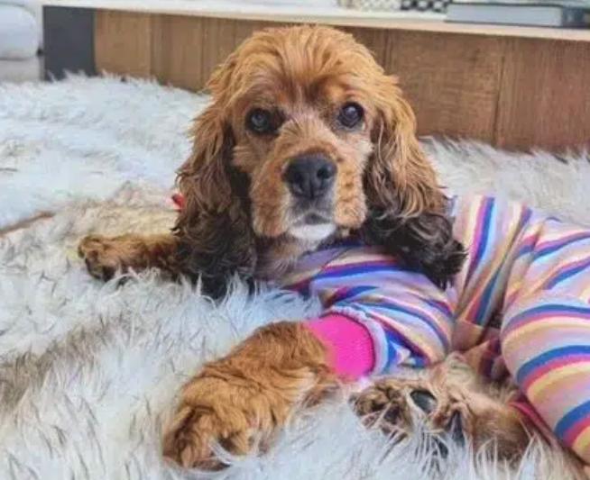 Enlarge Libby, a ADOPTABLE Cocker Spaniel in South San Francisco, CA image 2/6