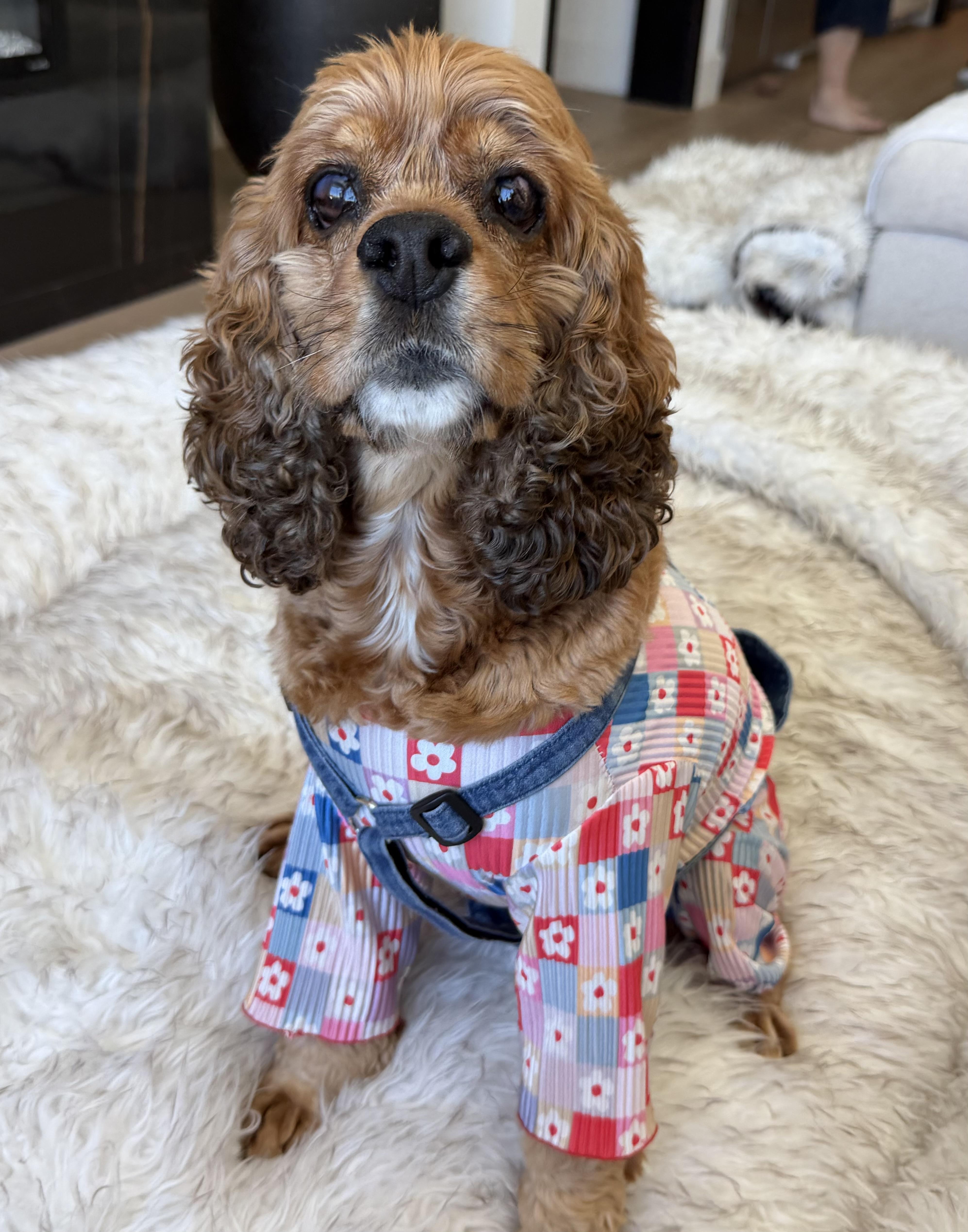 Libby, Adoptable, Adult Female Cocker Spaniel.