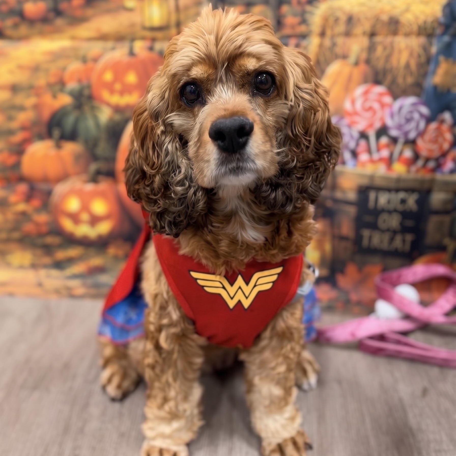 Enlarge Libby, a Adoptable Cocker Spaniel in South San Francisco, CA image 6/6