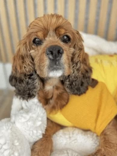 Enlarge Libby, a ADOPTABLE Cocker Spaniel in South San Francisco, CA image 1/6
