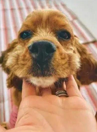 Enlarge Libby, a ADOPTABLE Cocker Spaniel in South San Francisco, CA image 5/6