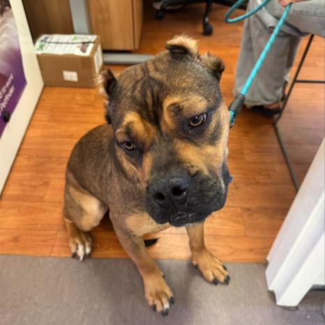 Enlarge Scarlet, a Adoptable Cane Corso in Saint Louis, MO image 2/2