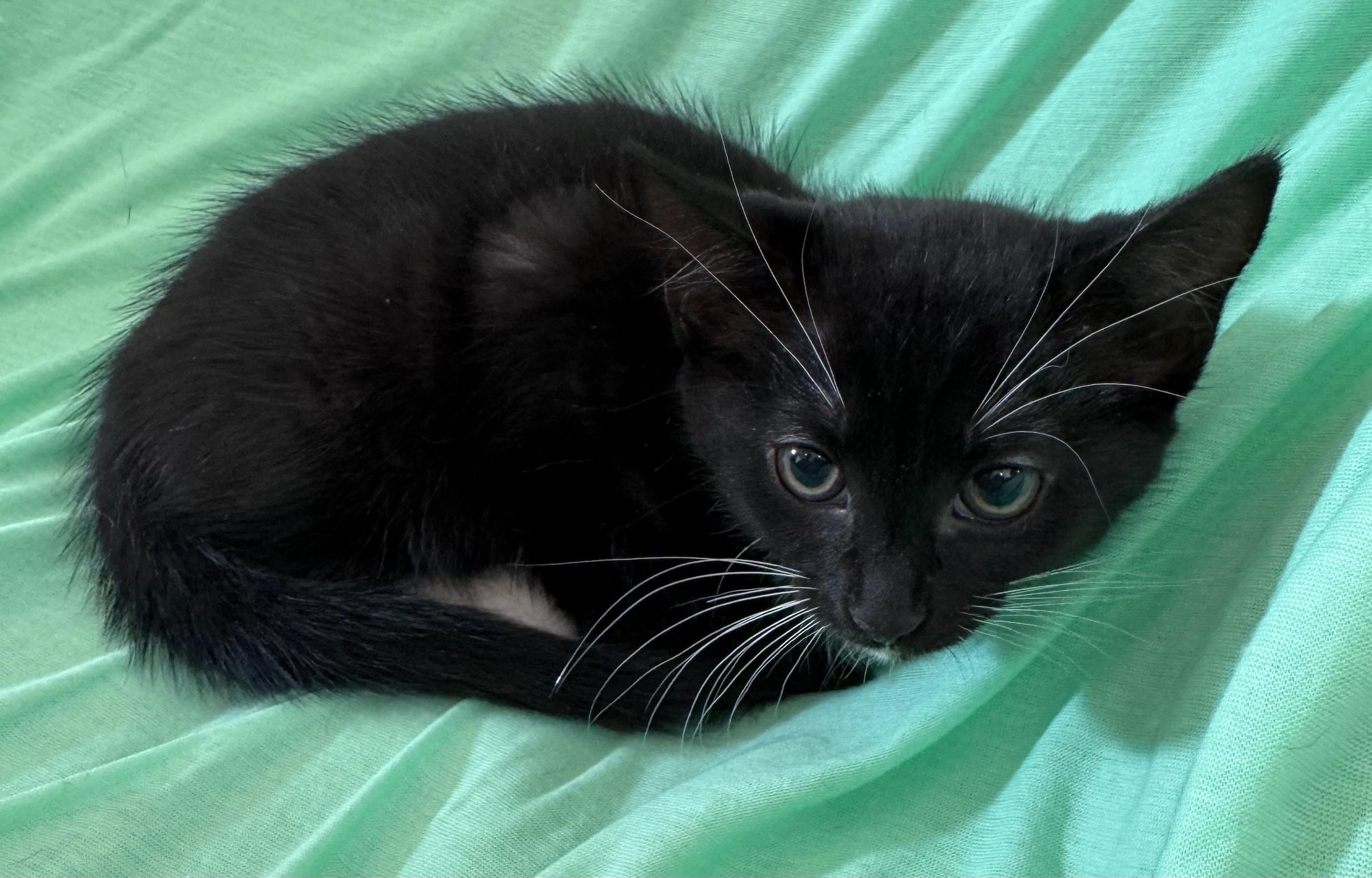 Enlarge Bootsie, a Adoptable Domestic Short Hair in Johnston , RI image 2/4