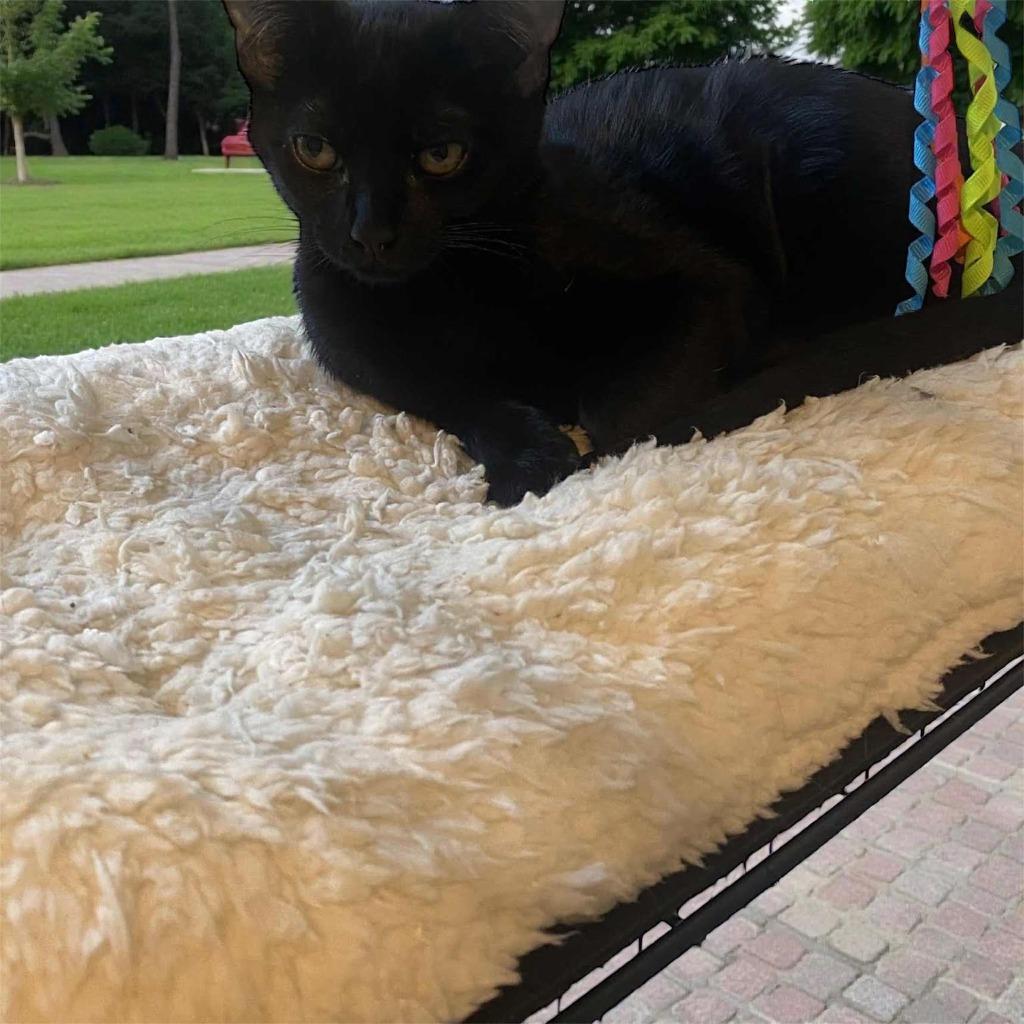 Enlarge Java, a Adopted mixed breed in Richland Hills, TX image 1/1