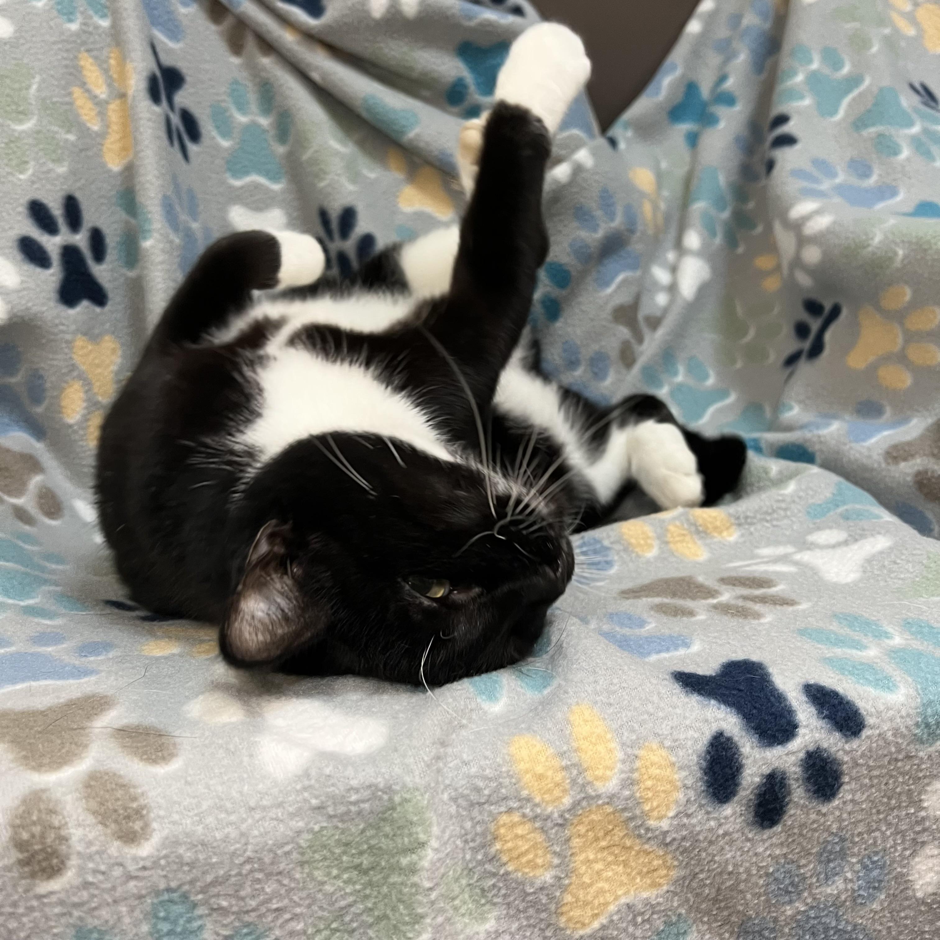 Penelope
