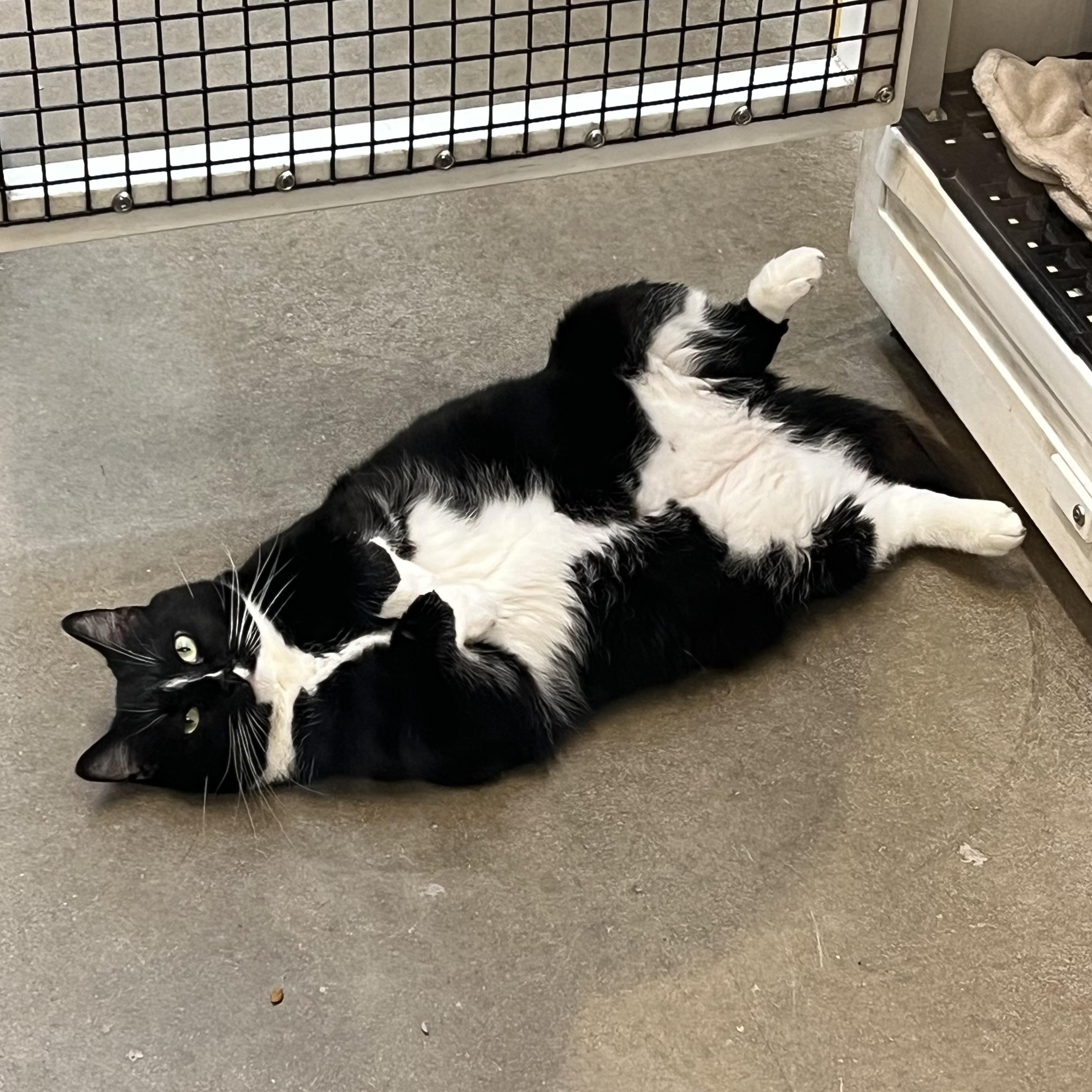 Enlarge Penelope & Patchouli (bonded pair) - NO FEE (Sponsored by Kingdom of Clowns), an adoptable Domestic Short Hair in Fairmont, MN image 6/6