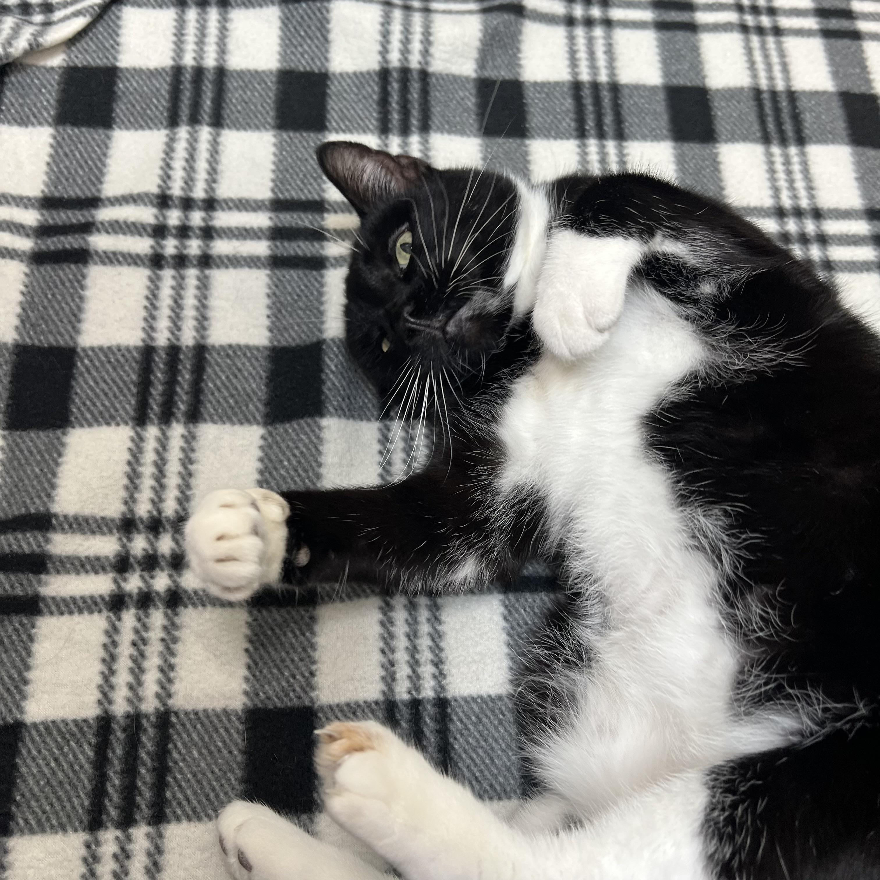 Enlarge Penelope & Patchouli (bonded pair), an adoptable Domestic Short Hair in Fairmont, MN image 2/6