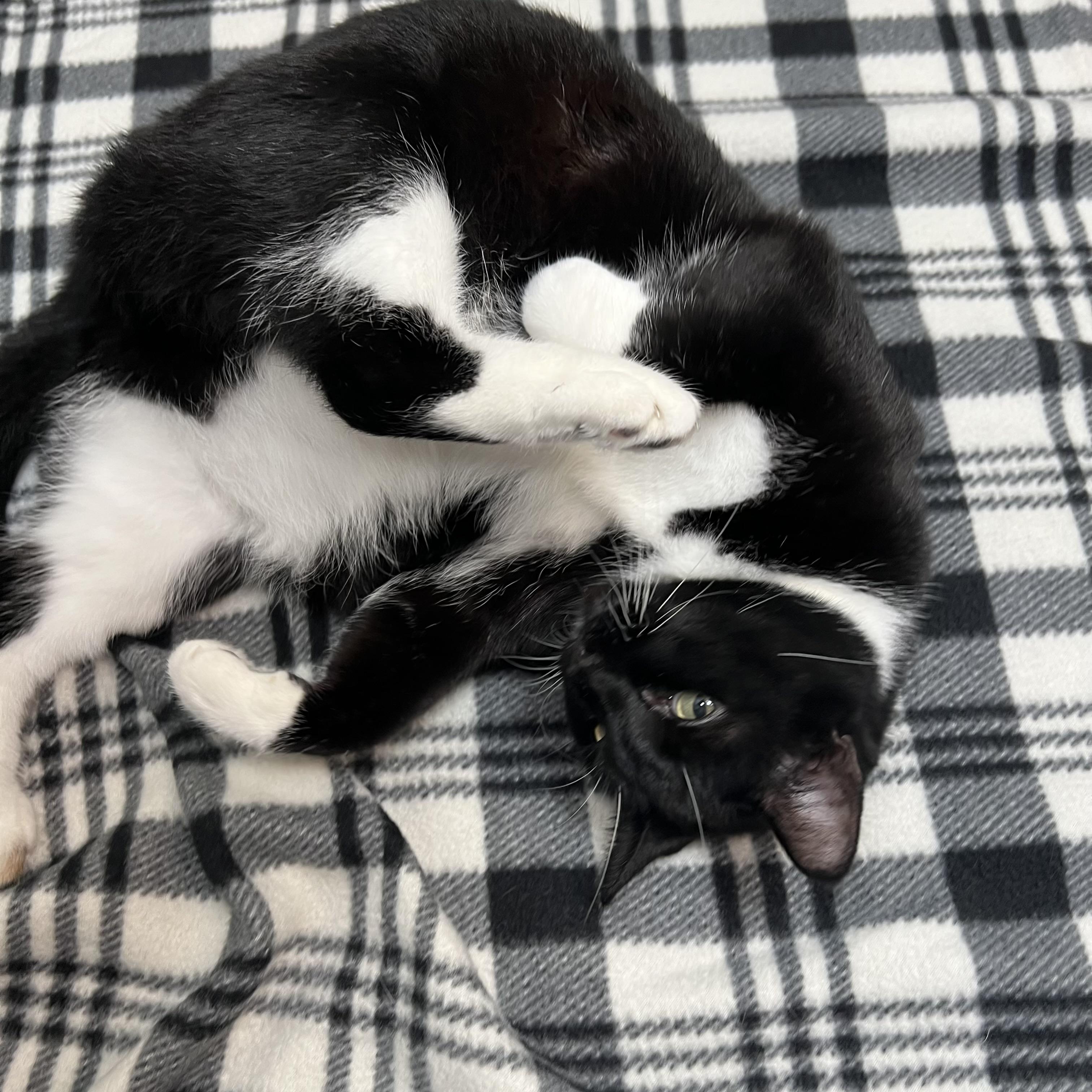 Enlarge Penelope & Patchouli (bonded pair), an adoptable Domestic Short Hair in Fairmont, MN image 6/6