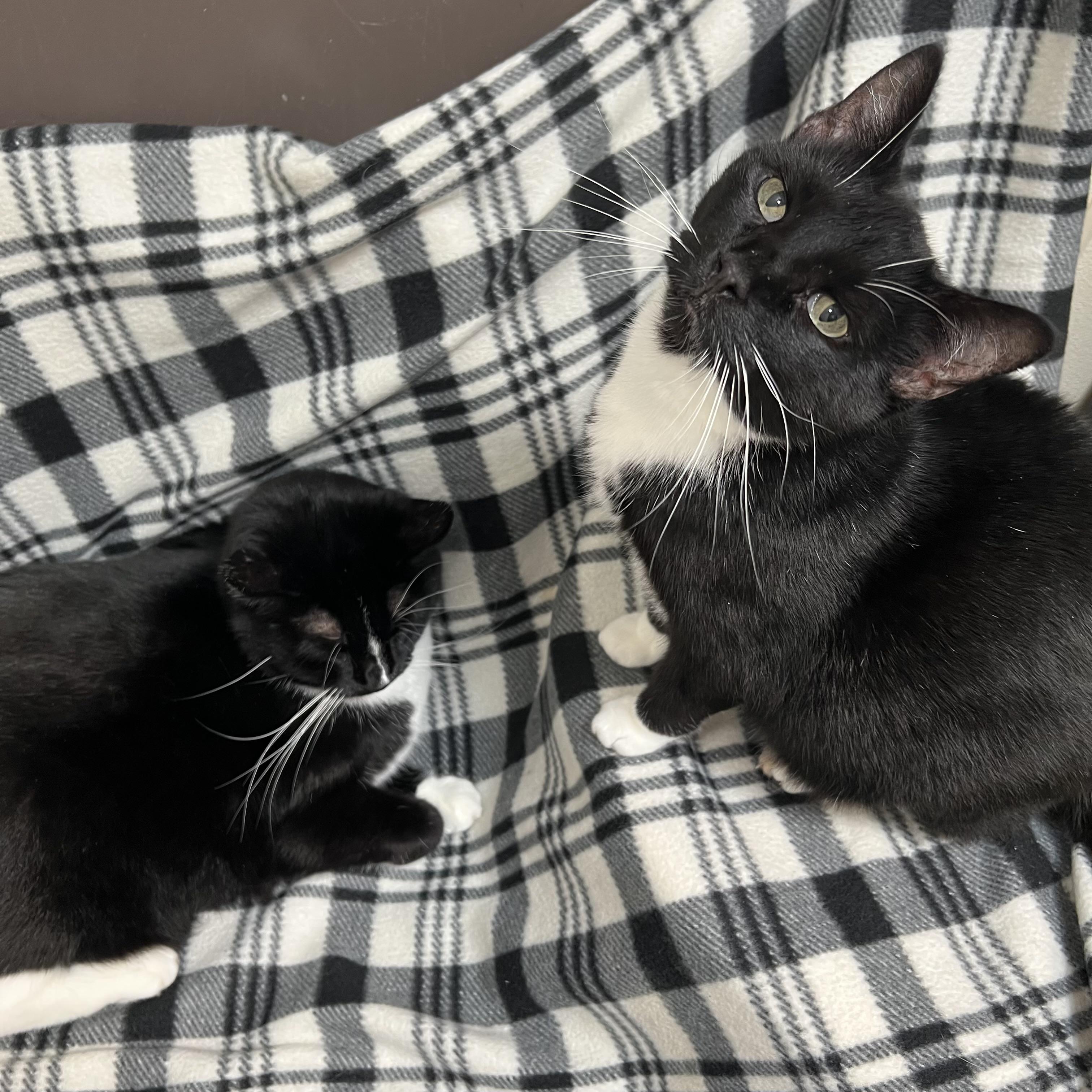 Enlarge Penelope & Patchouli (bonded pair), an adoptable Domestic Short Hair in Fairmont, MN image 1/6