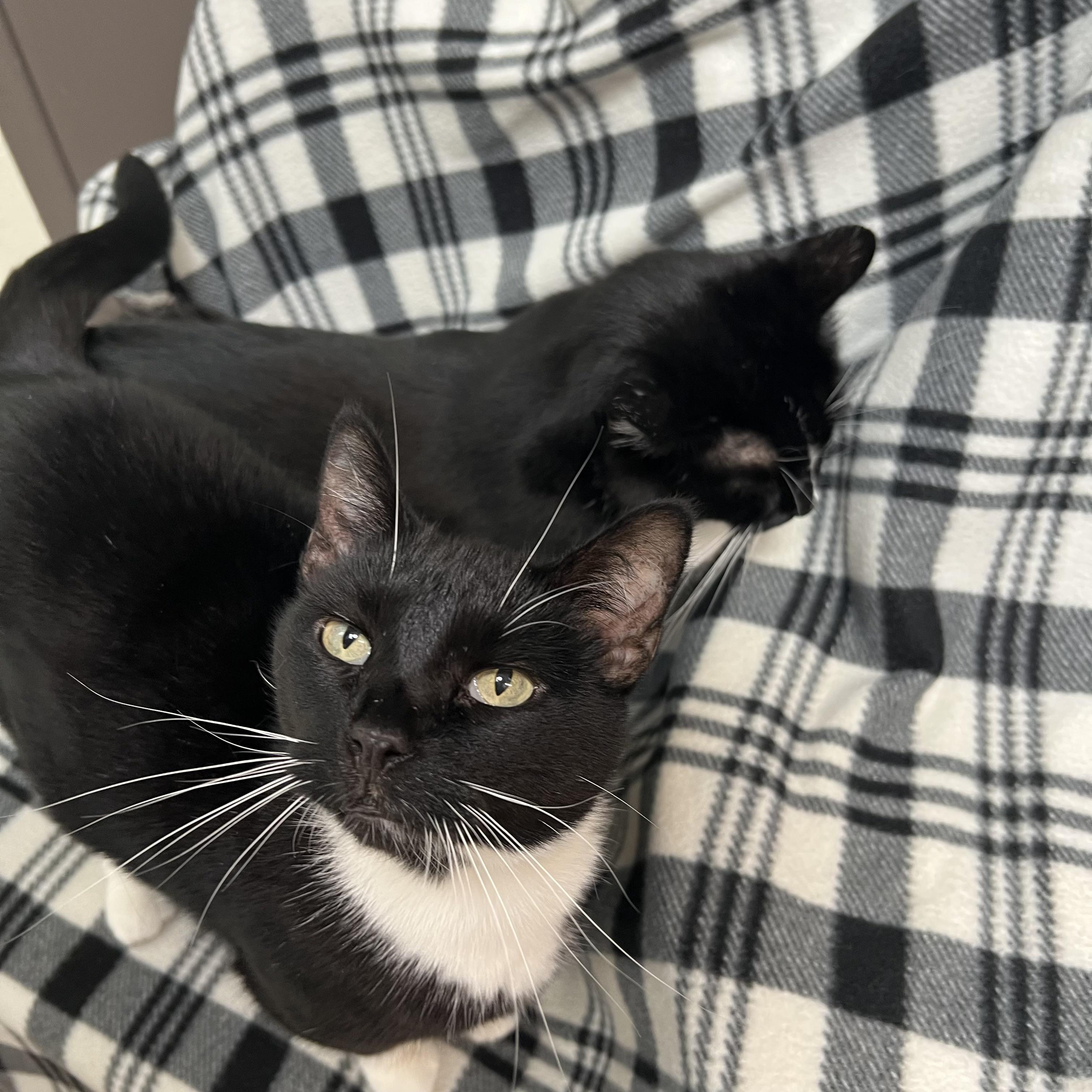 Enlarge Penelope & Patchouli (bonded pair), an adoptable Domestic Short Hair in Fairmont, MN image 5/6