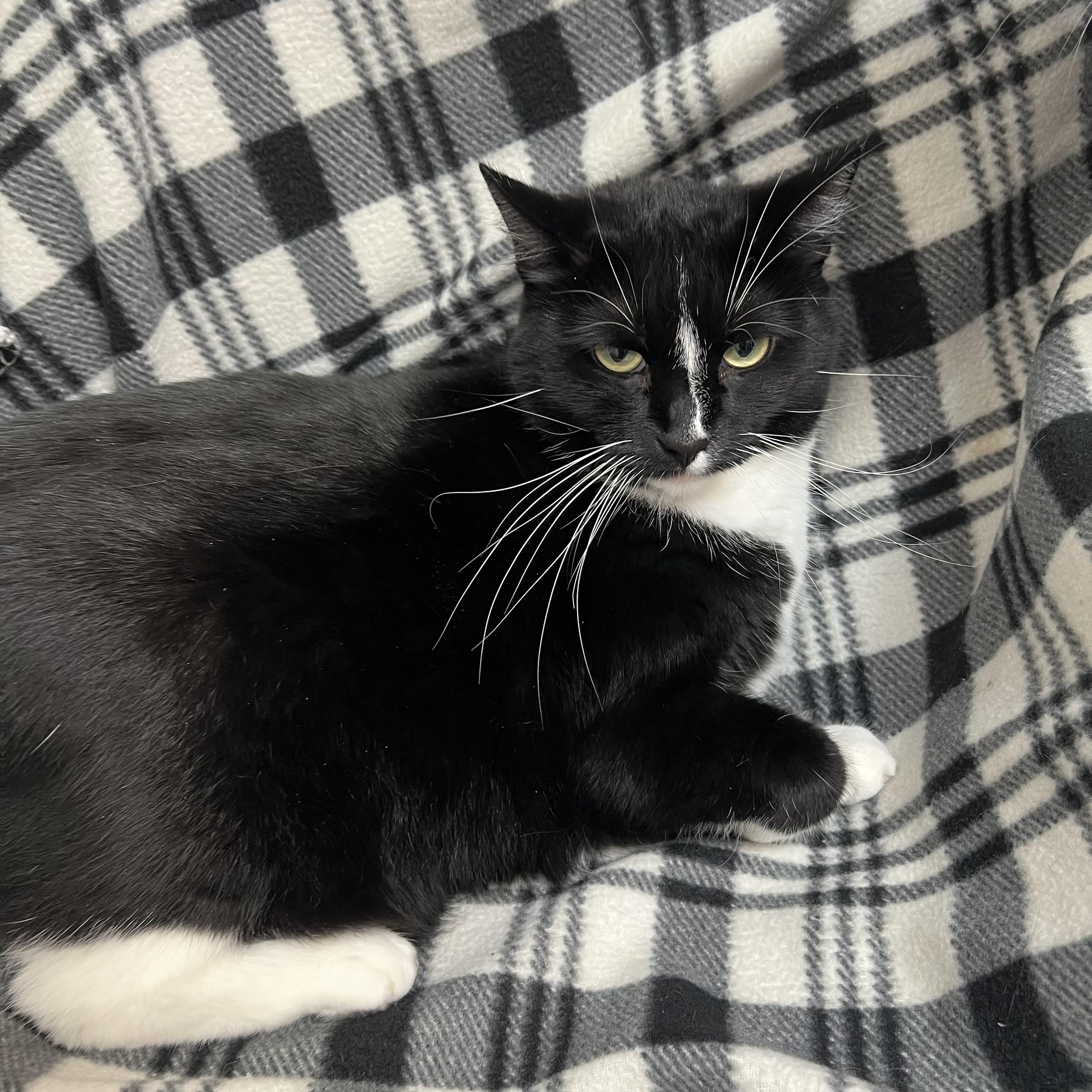 Enlarge Penelope & Patchouli (bonded pair), an adoptable Domestic Short Hair in Fairmont, MN image 3/6