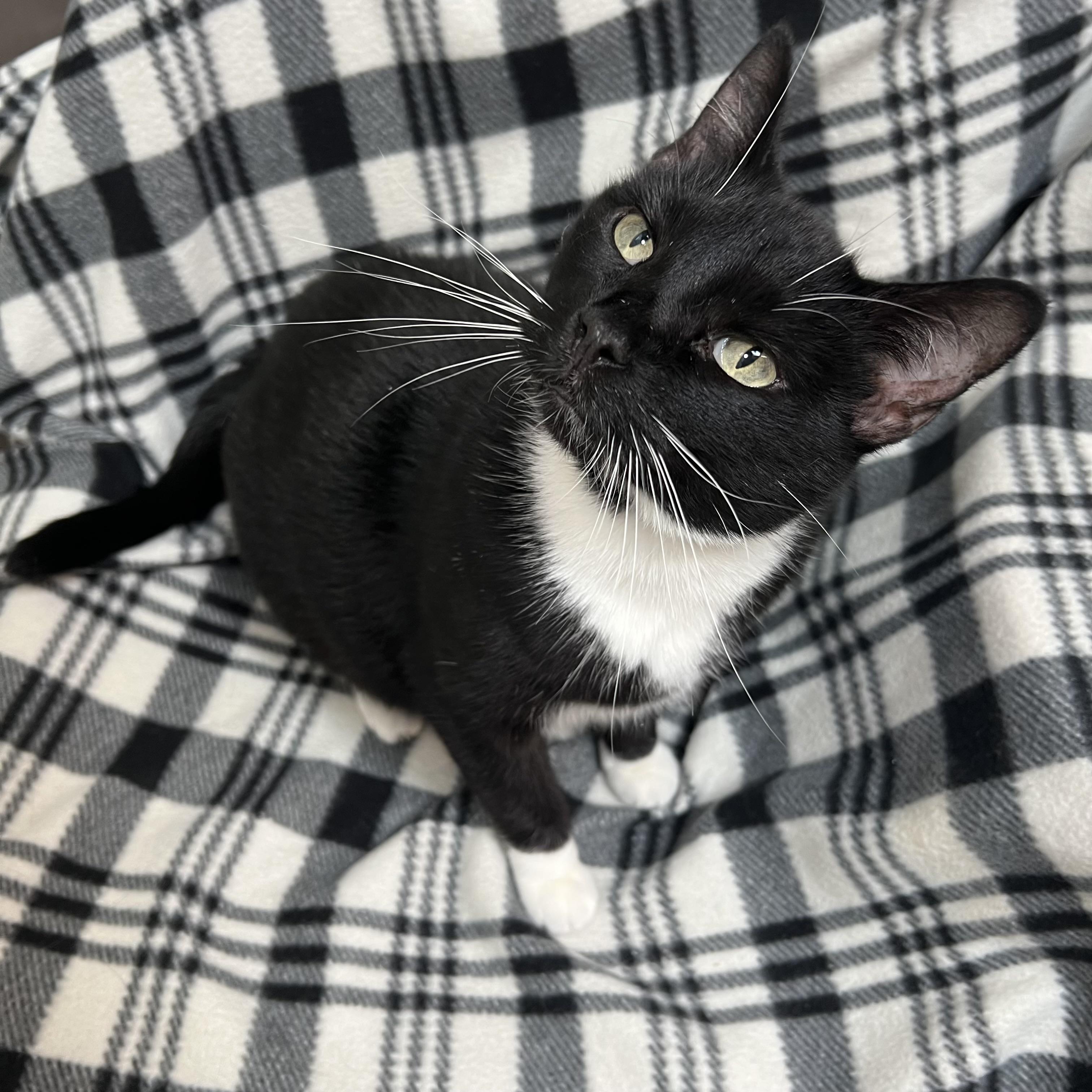 Enlarge Penelope & Patchouli (bonded pair), an adoptable Domestic Short Hair in Fairmont, MN image 4/6