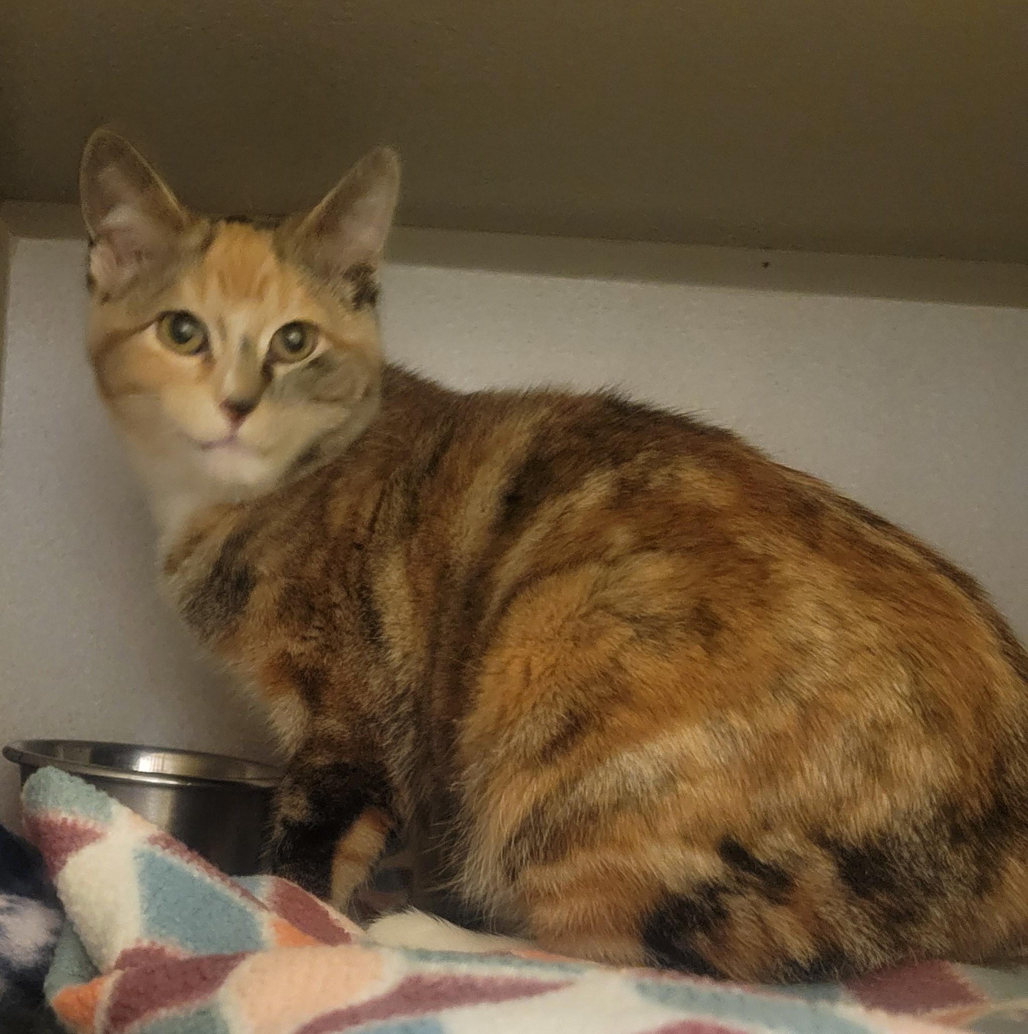 Enlarge Truely, an adopted Domestic Short Hair in Mason City, IA image 1/1